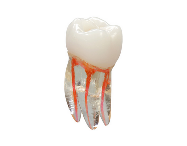 Endodontyczny model zęba